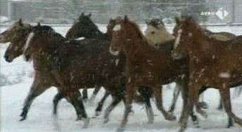 [object Object],Paardenklusjes, in ,aflevering 8