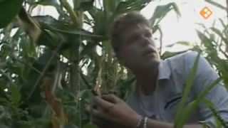 [object Object],Coen, bij ,Maïsveld, in ,aflevering 3