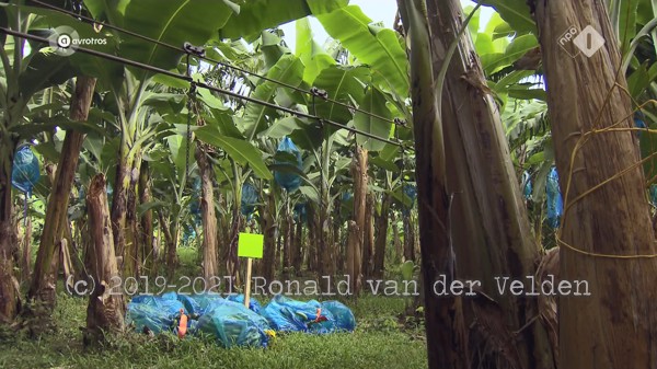 [object Object],Geld oogsten, in ,aflevering 7